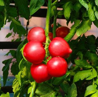 Томат Вексель F1 1000 (семян)