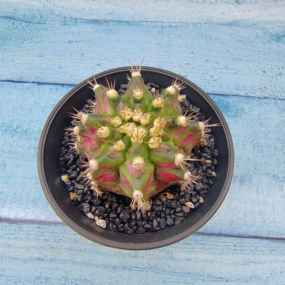 Gymnocalycium T-Rex Pink hybride (Гимнокалициум T-rex)