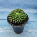 Gymnocalycium Spineless Crested form (Гимнокалициум Кристатный)