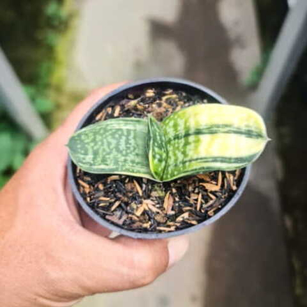 Гастерия MACULATA