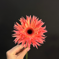 Гербера сортовая / 1 шт