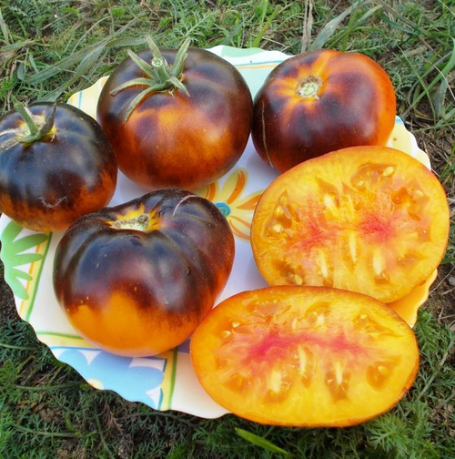 Помидоры Настоящая Драгоценность  - Lucid Gem Tomato