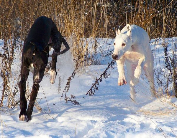 Грейхаунд (английская борзая) Грейхаунд (английская борзая)