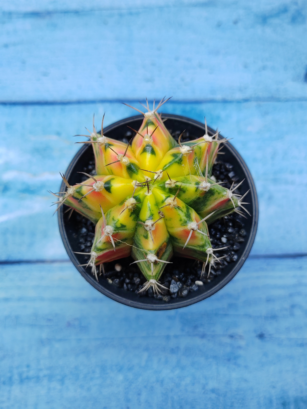 Gymnocalycium Variegata (Гимнокалициум Вариегатный)