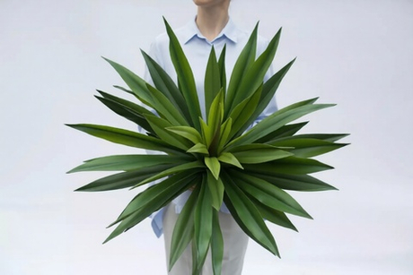 Агава десметиана 70см без кашпо, 57 листьев