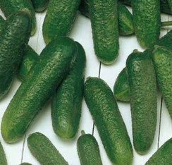 Корентин F1 семена огурца партенокарпического (Seminis / Семинис)