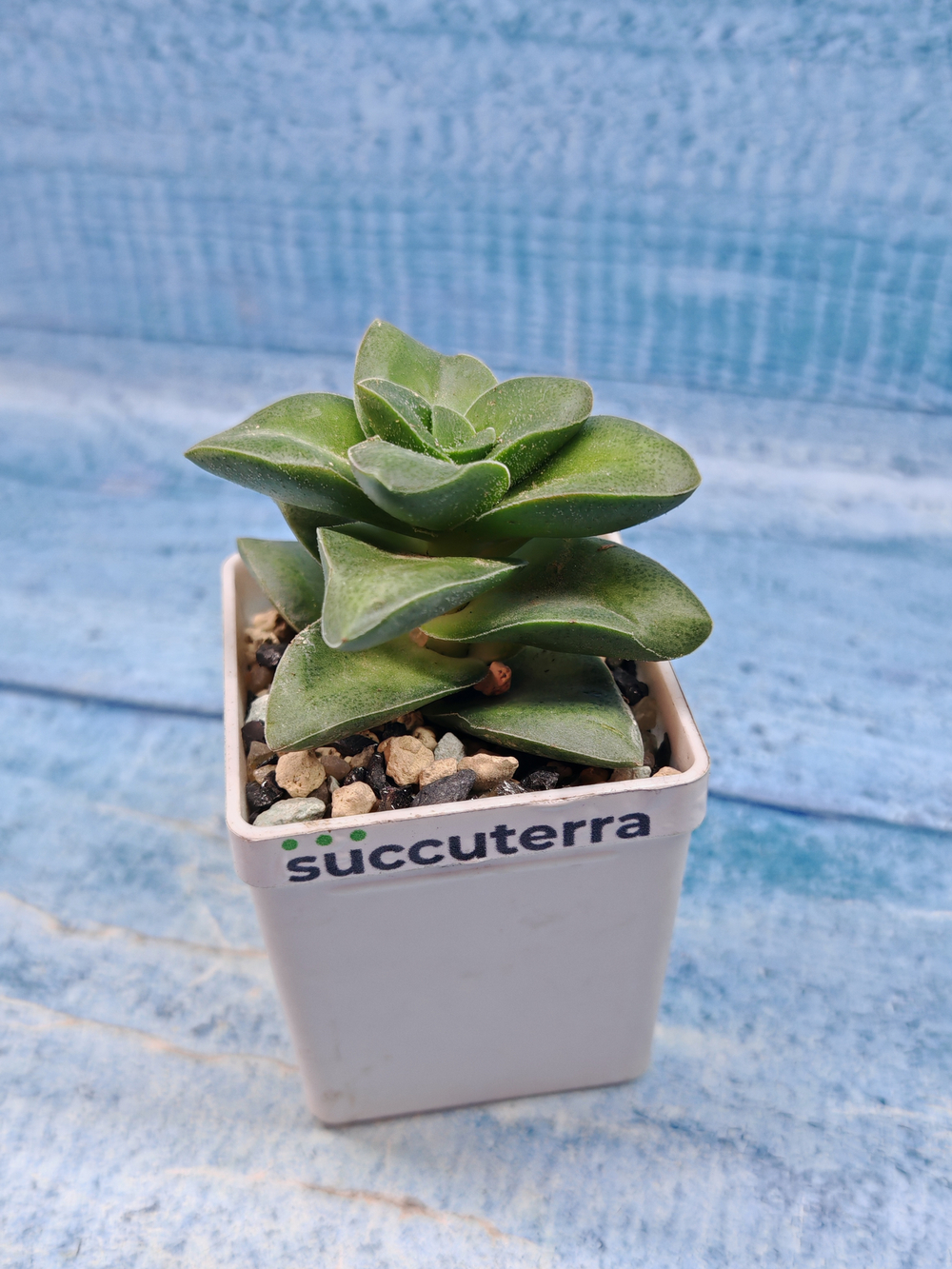 Crassula Springtime (Крассула)