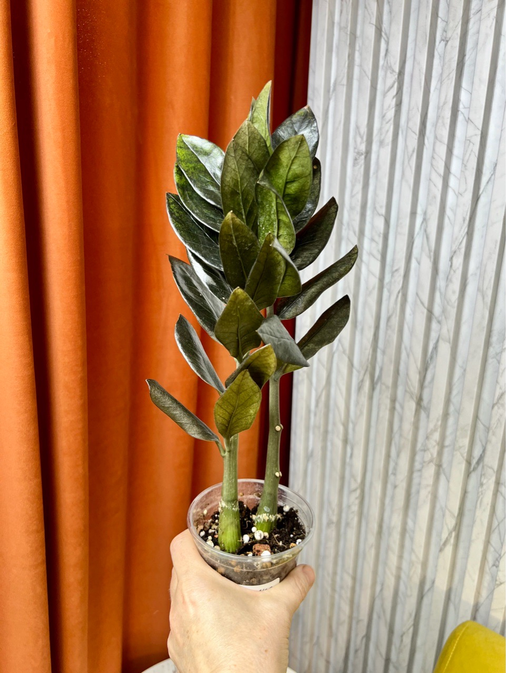 Замиокулькас Равен, D9см Н35см, 1шт, Urban Jungle (2962)