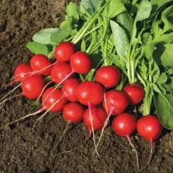 РОВЕР F1 семена редиса (Bejo | Alexagro)