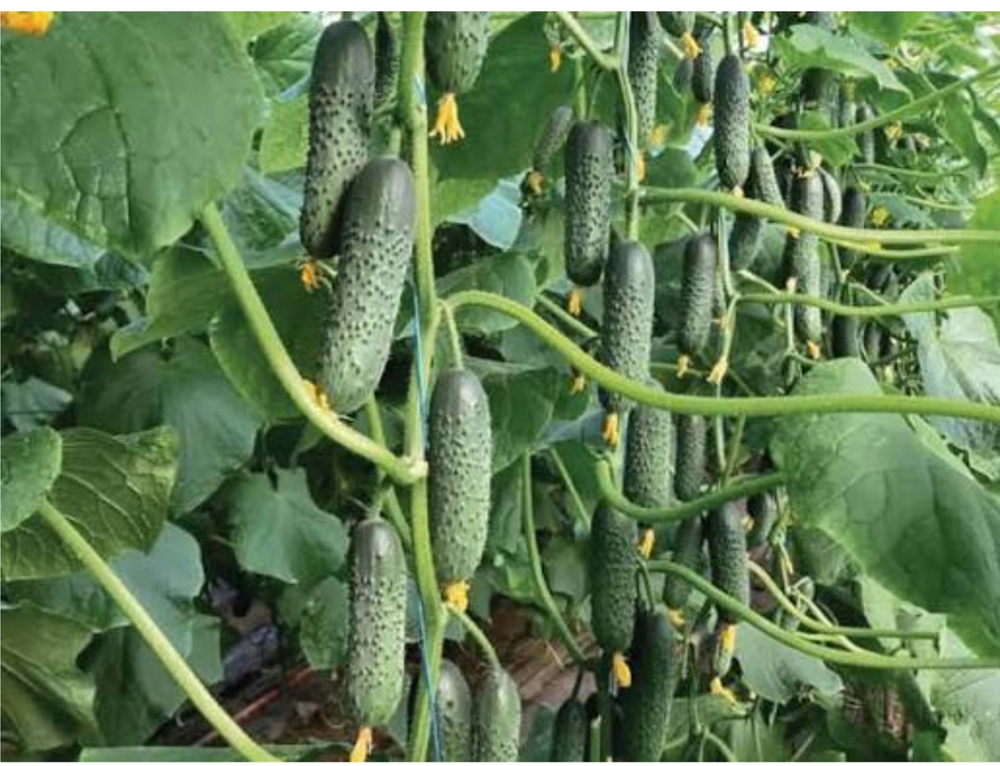 Огурцы Северин F1 - Sewerin 1000 семян тепличные