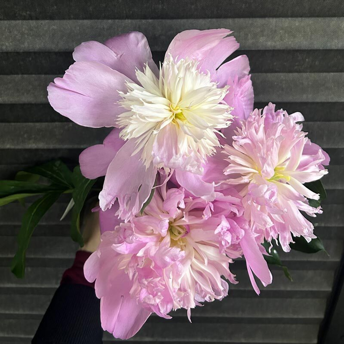 🌸♛ Месье Жюль Эли (Monsieur Jules Elie) — букет ароматных пионов — 8 марта у Феи