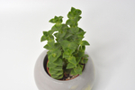 Крассула Перфората / Crassula Perforata