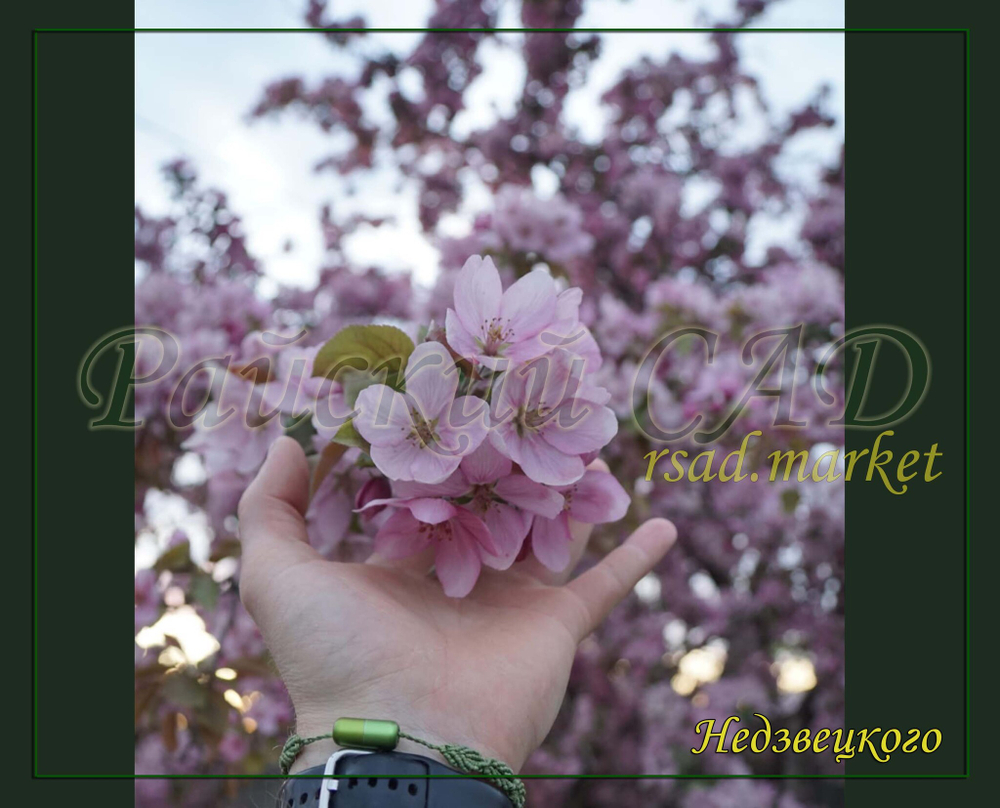 Яблоня декоративная Недзвецкого