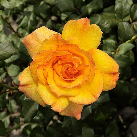 Роза шраб Sahara