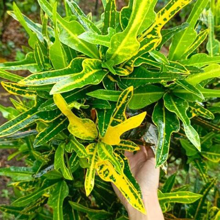 Кротон KAKI BEBEK