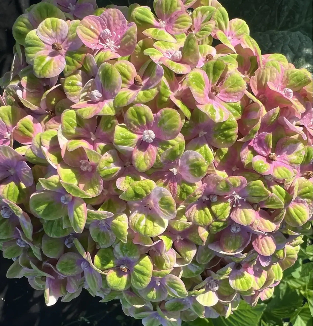Magical Coral (Меджикал Корал ) Р9 новинка