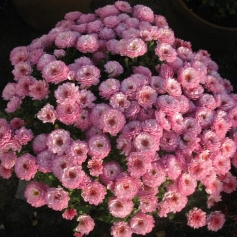 Хризантема Мультифлора