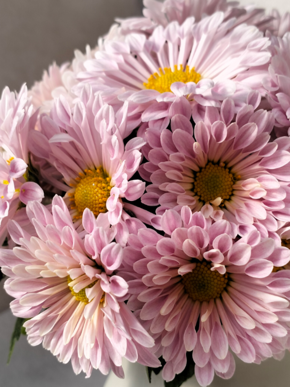 🍀Корейская хризантема Селена / з.7 /поставка весна 2026г/