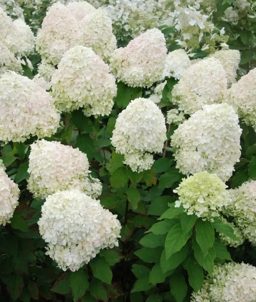 Гортензия метельчатая Фантом (4/6 веток) Закупка М59 апрель 2026