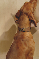 Ошейник "Пони-Селедка" Коричневый