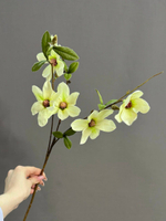 Магнолия кремовая (h64 см)