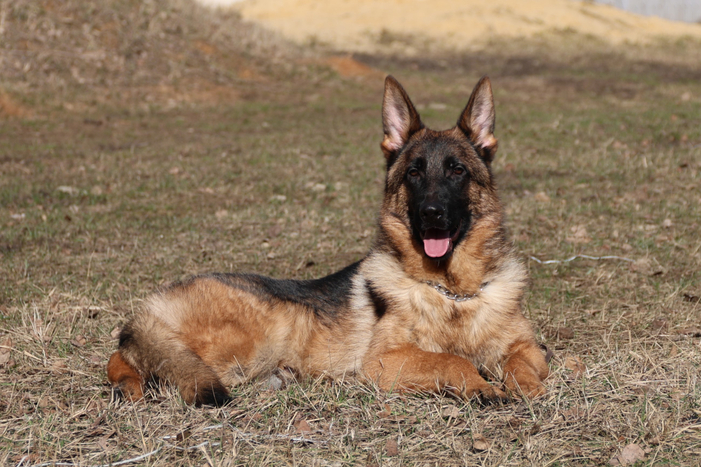 СУЛТАН Из Поместья Боговик