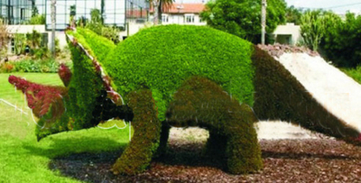 Топиарная фигура Динозавр рогатый