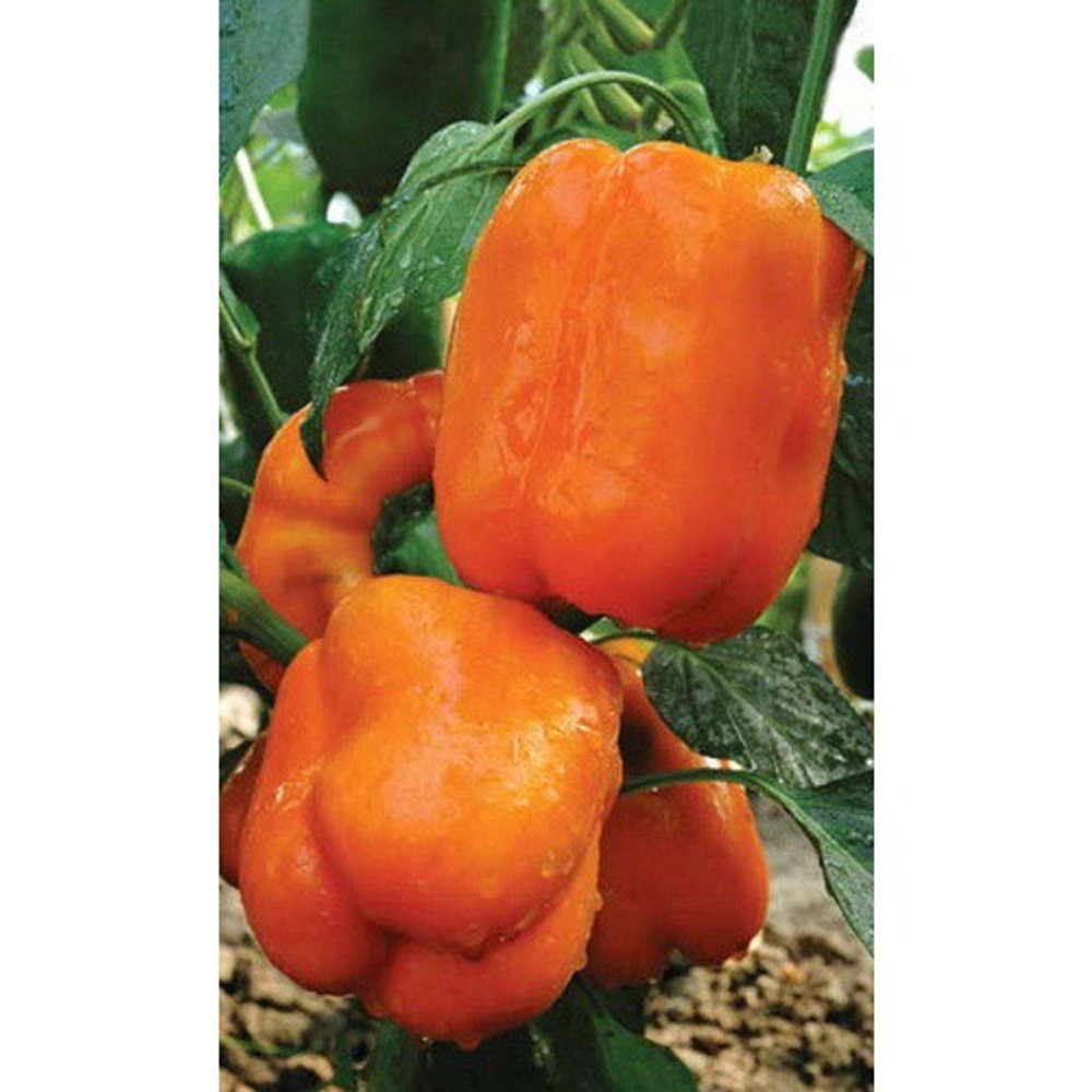 Семена Перец сладкий Гигант оранжевый F1 (УД) Е/П