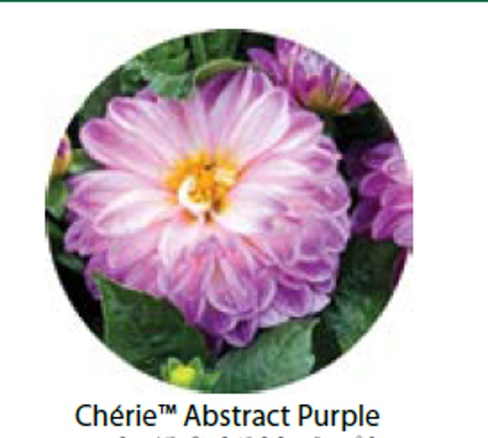 ЕВРО Георгина Cherie Abstract Purple укорененный черенок ОКС февраль 26 DAN