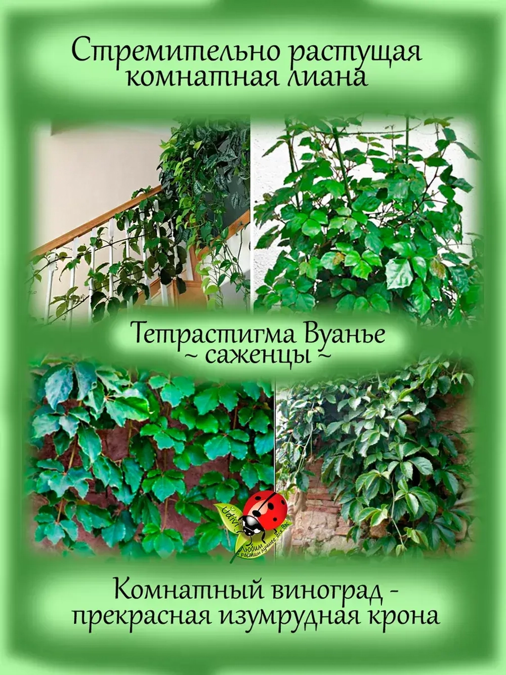 Тетрастигма Вуанье Комнатная мощная лиана