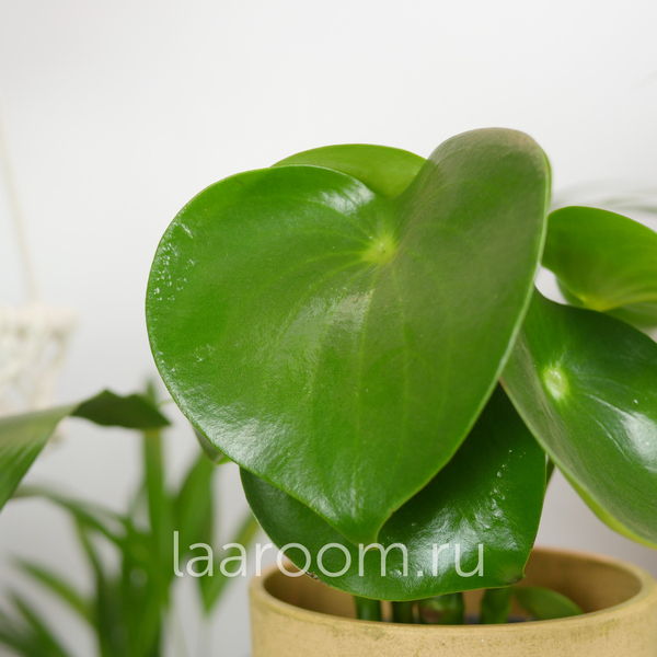 Пеперомия Полиботрия Рэйндроп 14/30