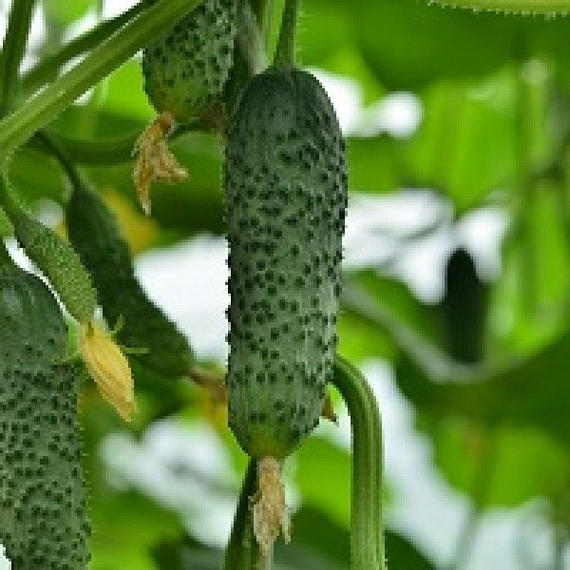 Маша F1 семена огурца партенокарпического (Seminis / ALEXAGRO) культура – фото 2