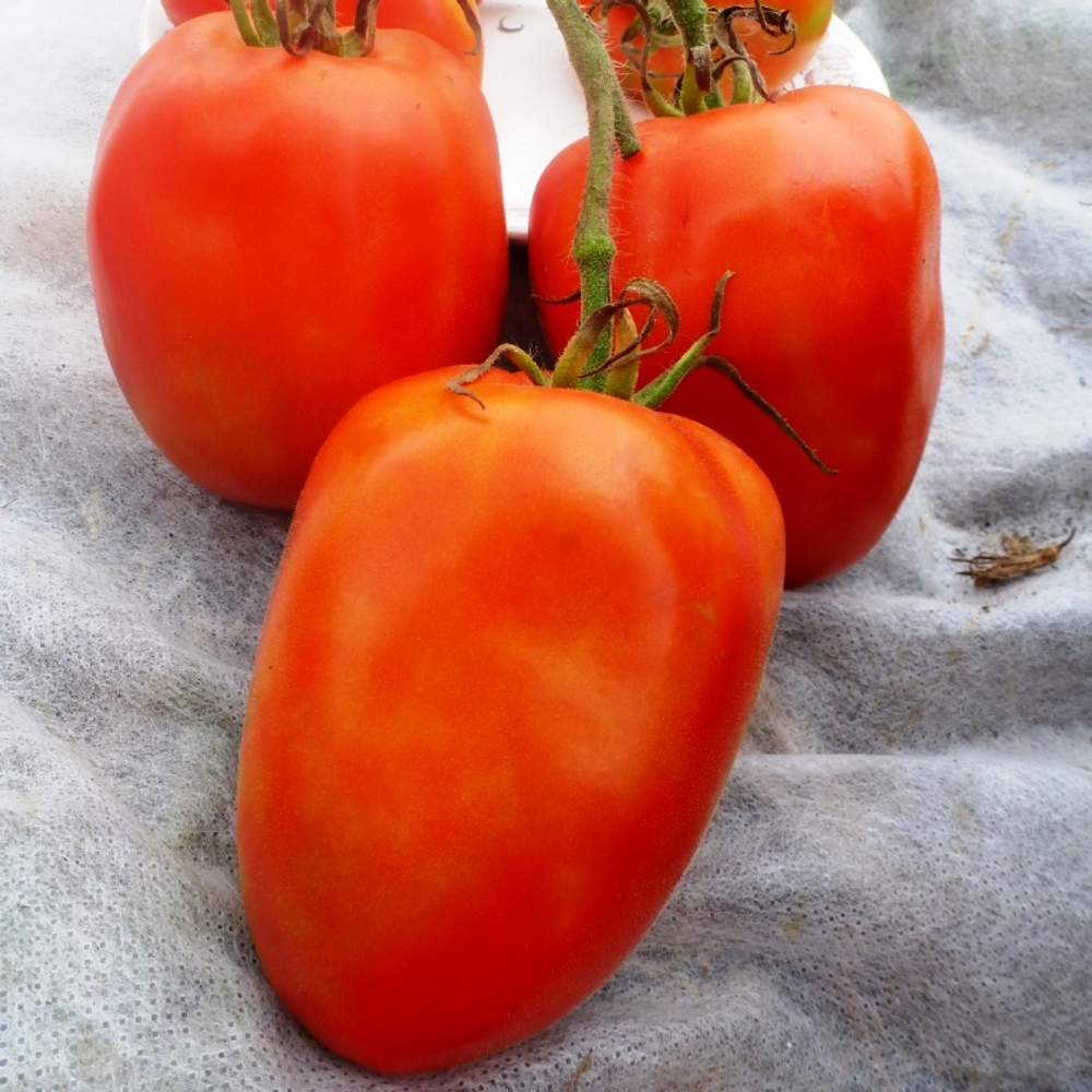 Помидоры Бочковой Засол