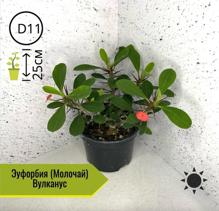Эуфорбия (Молочай) Вулканус D11 H25