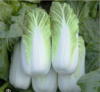 Капуста пекинская Кисеки F1 - KISEKI F1 1000 семян