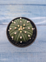 Astrophytum Asterias (Астрофитум)