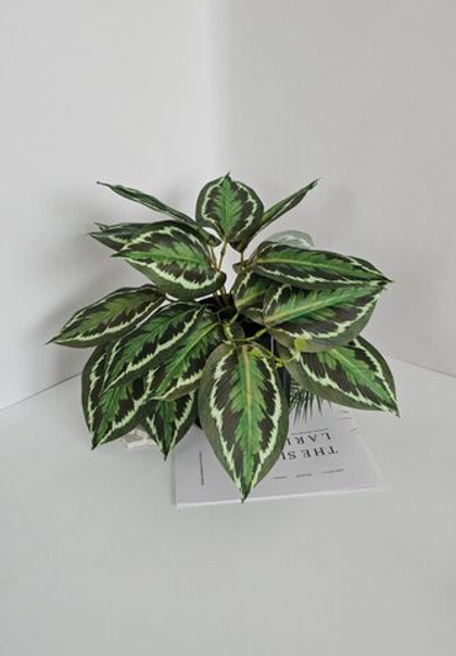 Калатея свисающая / Арт 6372