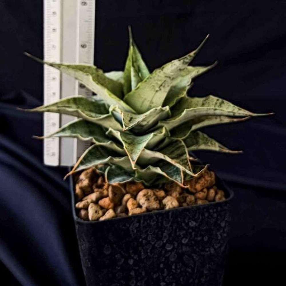 Сансевиерия SNOWFLAKE