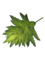 Суккулент 127