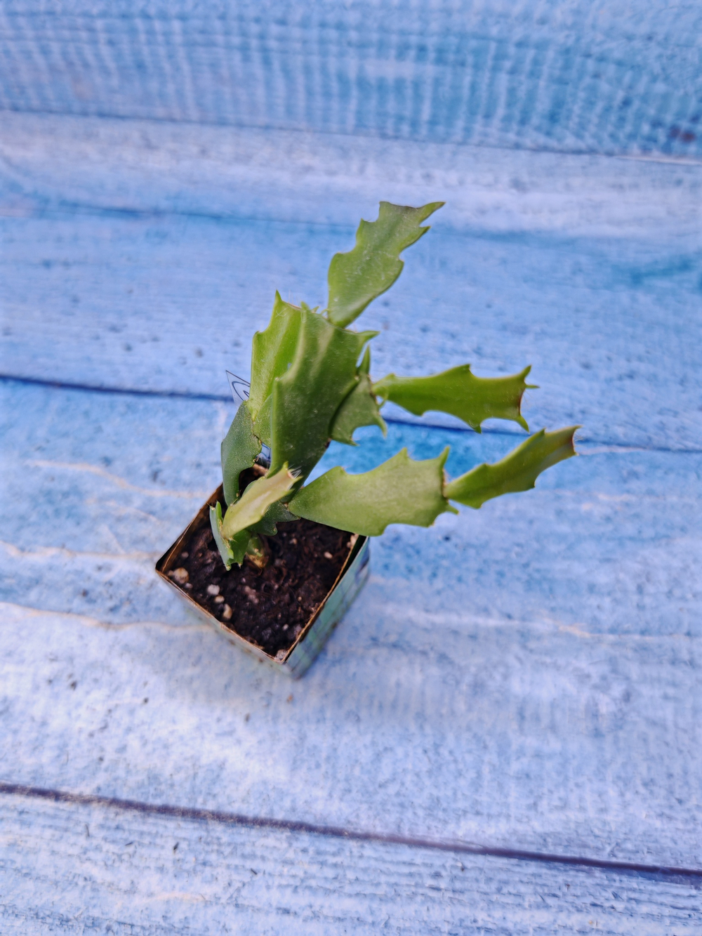 Schlumbergera cv. Thor Wild Cactus White (Шлюмбергера)