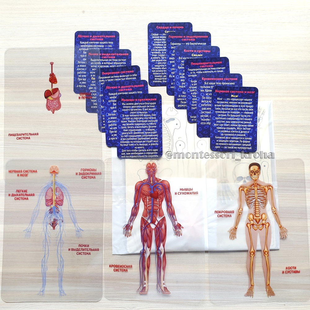 Деревянный набор с карточками «АНАТОМИЯ ЧЕЛОВЕКА» – купить за 640 руб |  Монтессори Кроха
