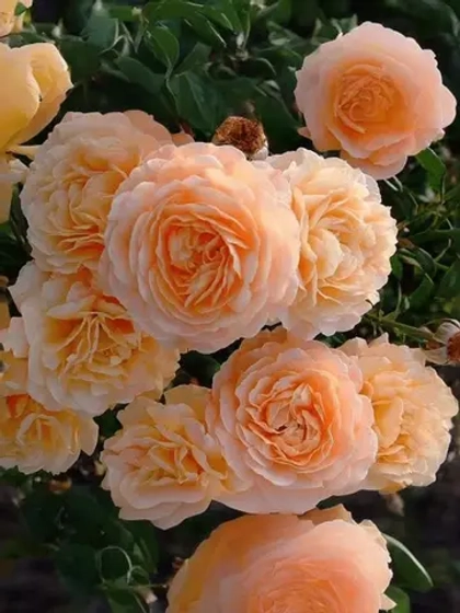 Роза плетистая Эприкот Скай