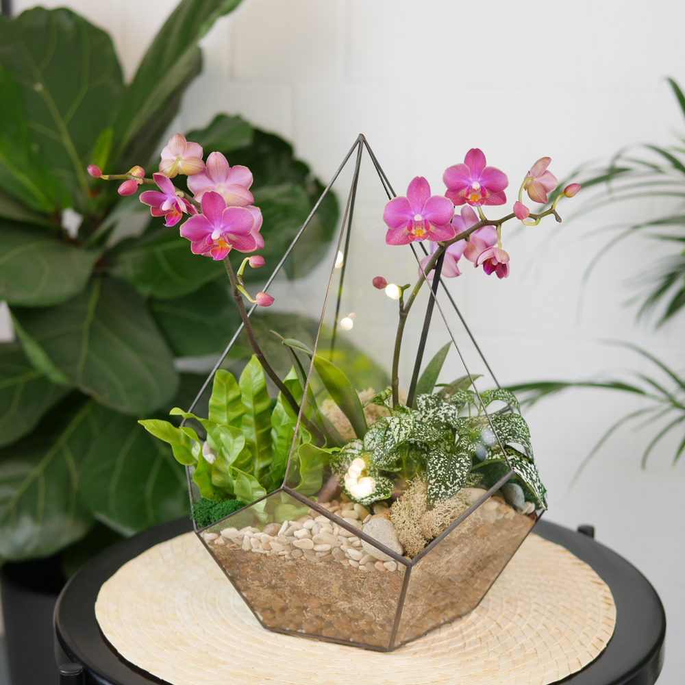 Готовый флорариум с лиловой орхидеей Капля L