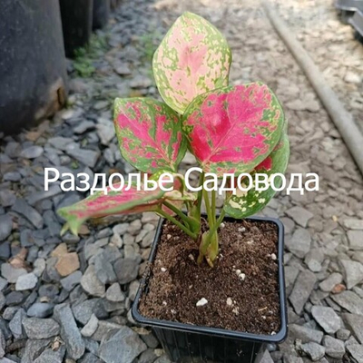 Аглаонема Ред Ангел