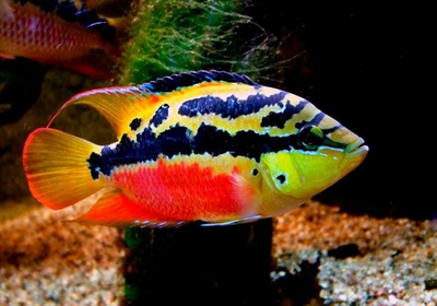 Цихлазома Сальвини