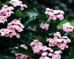 Боярышник Тоба