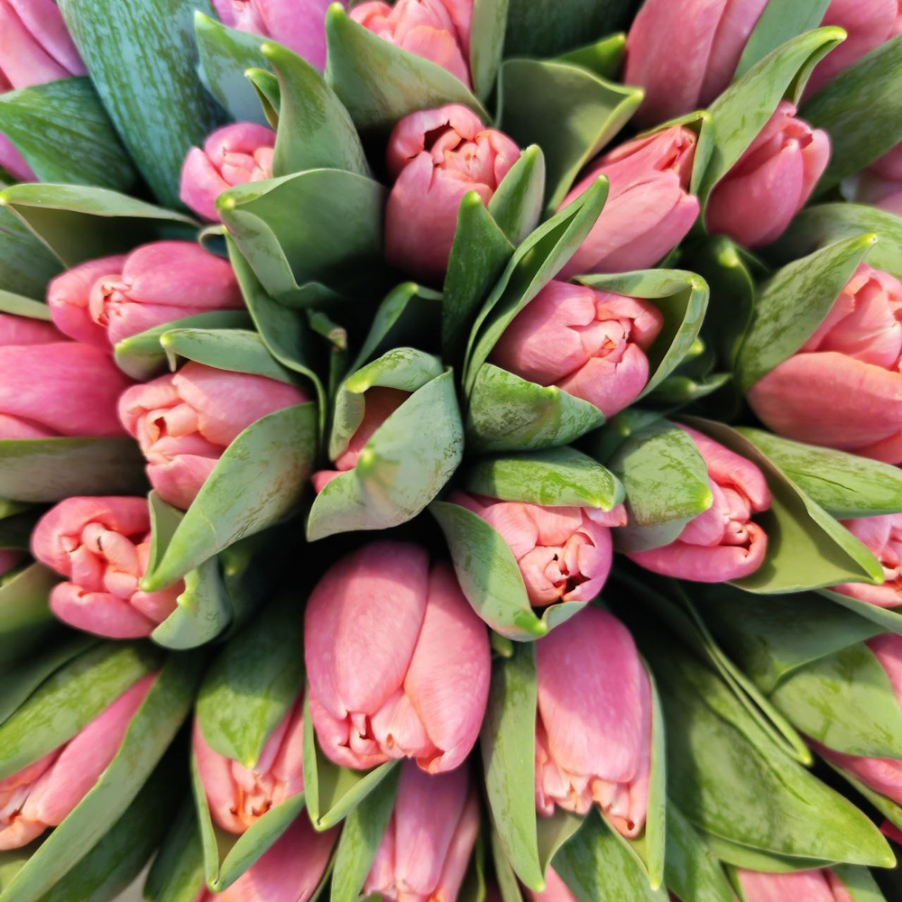 Тюльпан классика (банч 50шт) Розовый