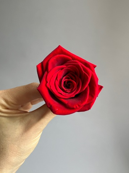 Роза классическая красная d=4-5 см (упак 8 шт)