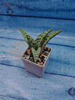 Aloe Variagata