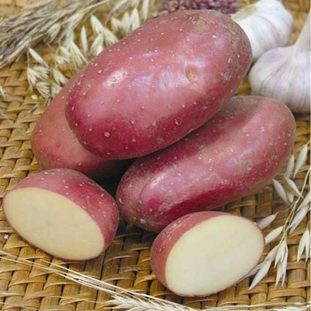 Картофель семенной Изюминка